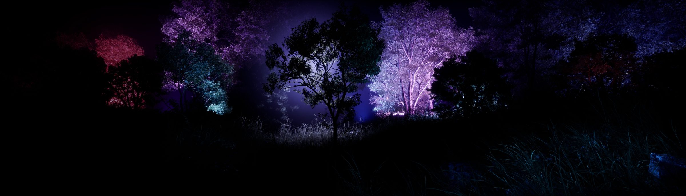 A dark forest at night with trees lit in purple, teal and red